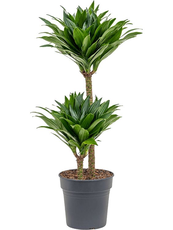 Dracaena Fragrans