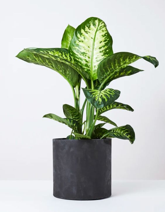 Dieffenbachia (Dumb Cane)