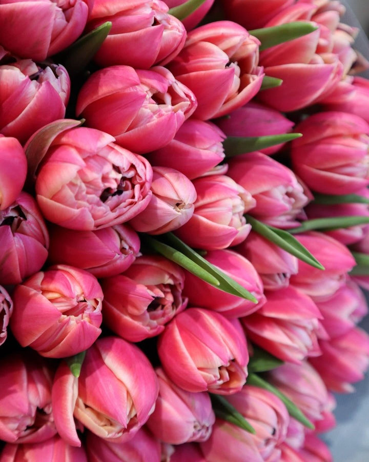 Bouquet of 151 pink tulips